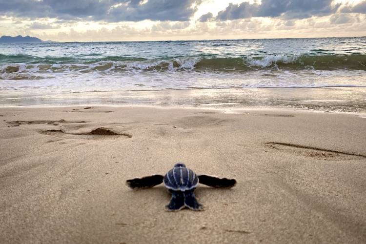baby sea turtle on beach