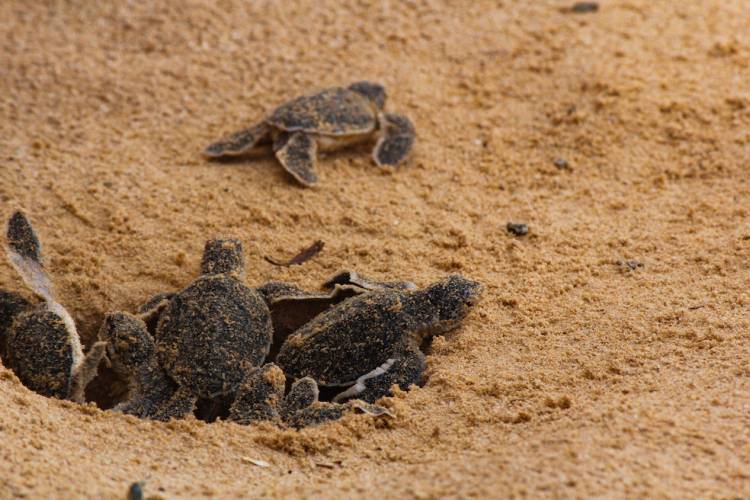 sea turtles st. augustine