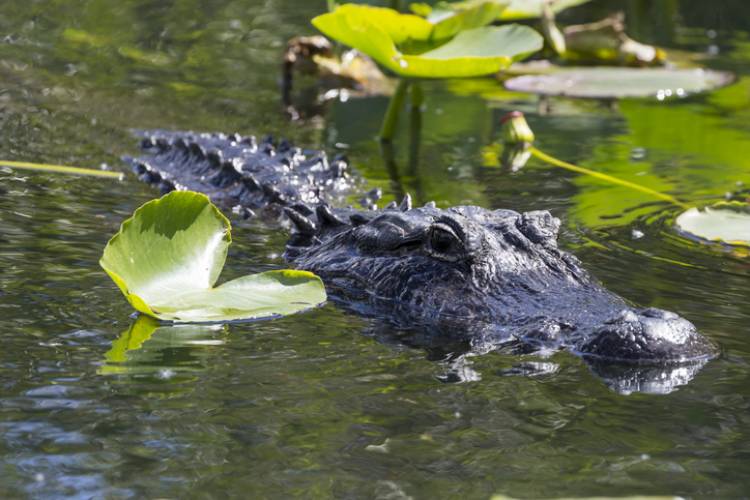 An alligator at the St. Augustine Alligator Farm Zoological Park